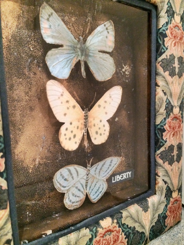 butterfly-specimen-box_39255679925_o